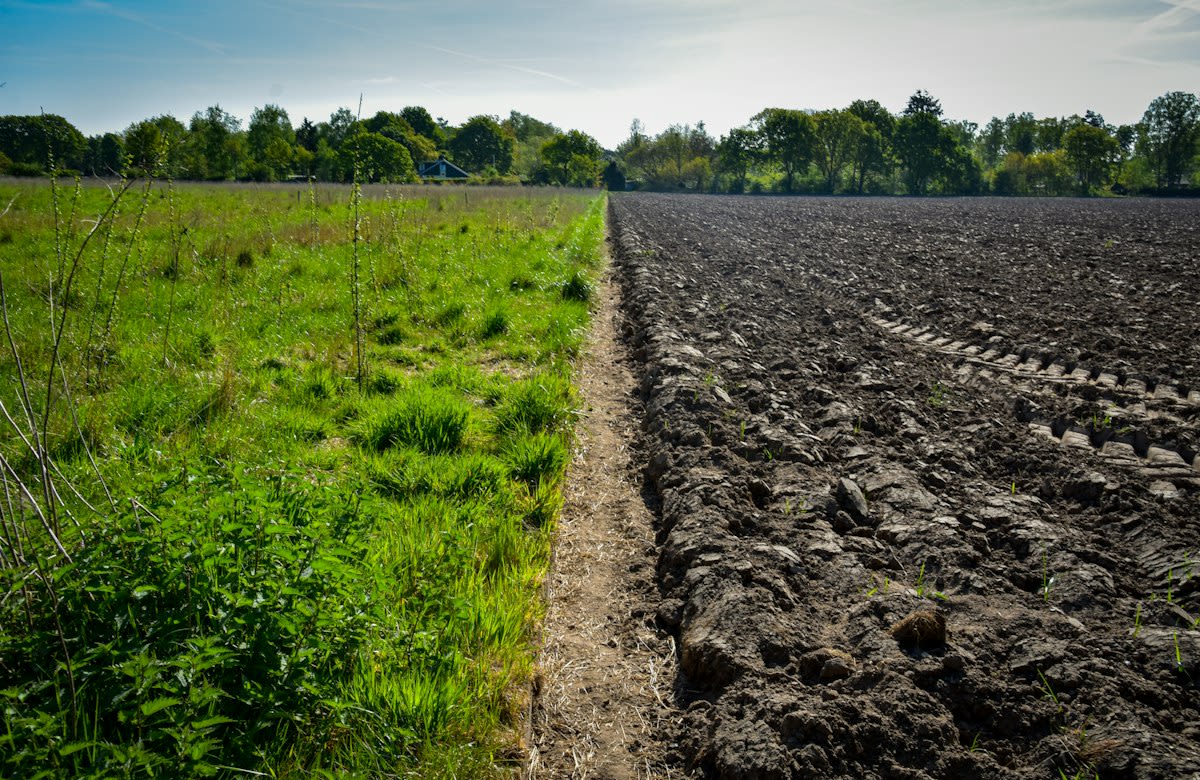 Healthy crop residue protecting soil from salt evaporation