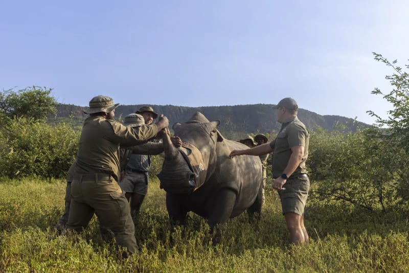 Marataba – Rhino Conservation Experience showing rhino dehorning