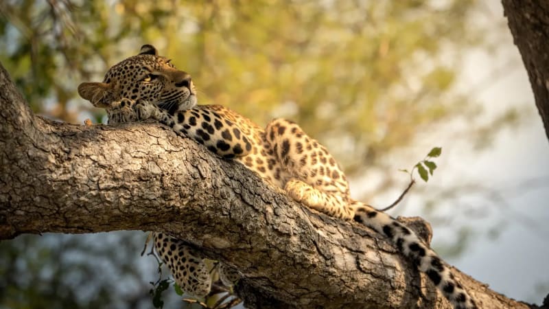 Leopard resting on a tree branch at Monwana Lodge, bathed in sunlight.