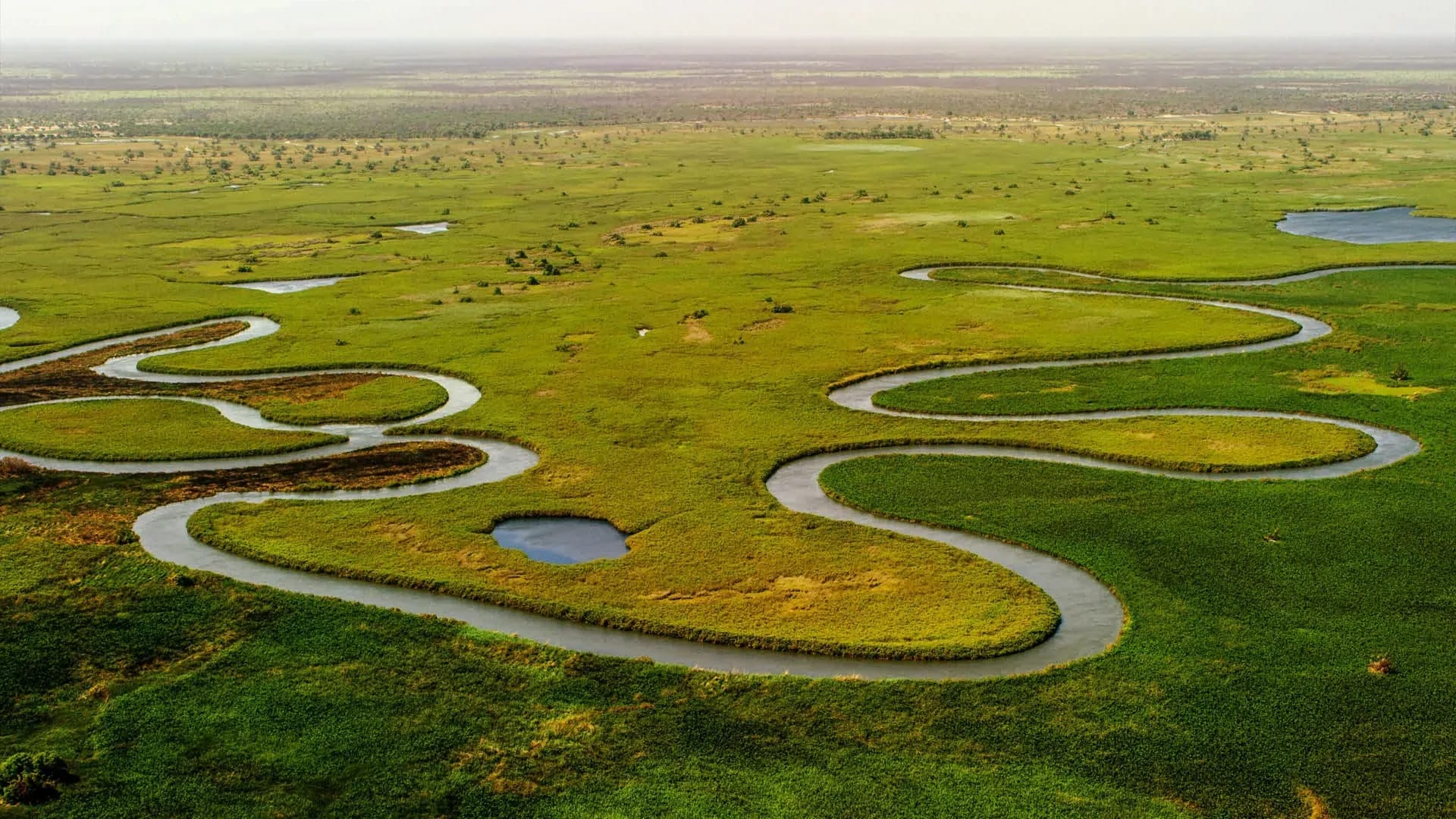 Aerial view of a winding river flowing through lush green wetlands in the delta