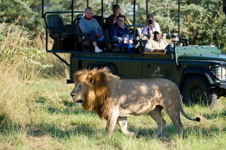 Majestic male lion resting in the grass, representing the Big Five safari animals