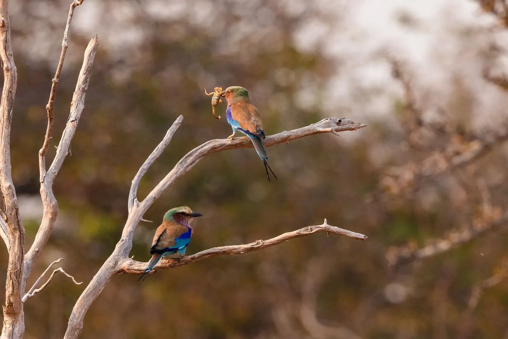 Colorful bird perched on a branch during a bird-watching safari