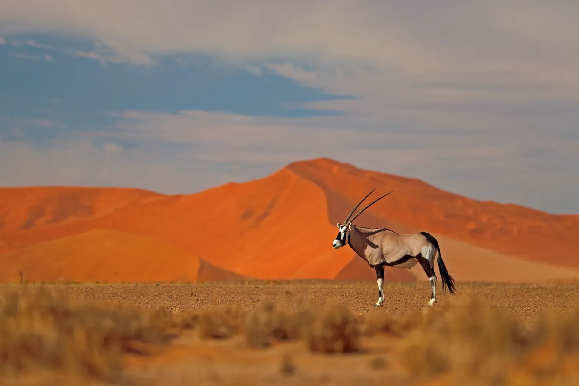 Gemsbok antelope running across orange desert dunes under a clear blue sky