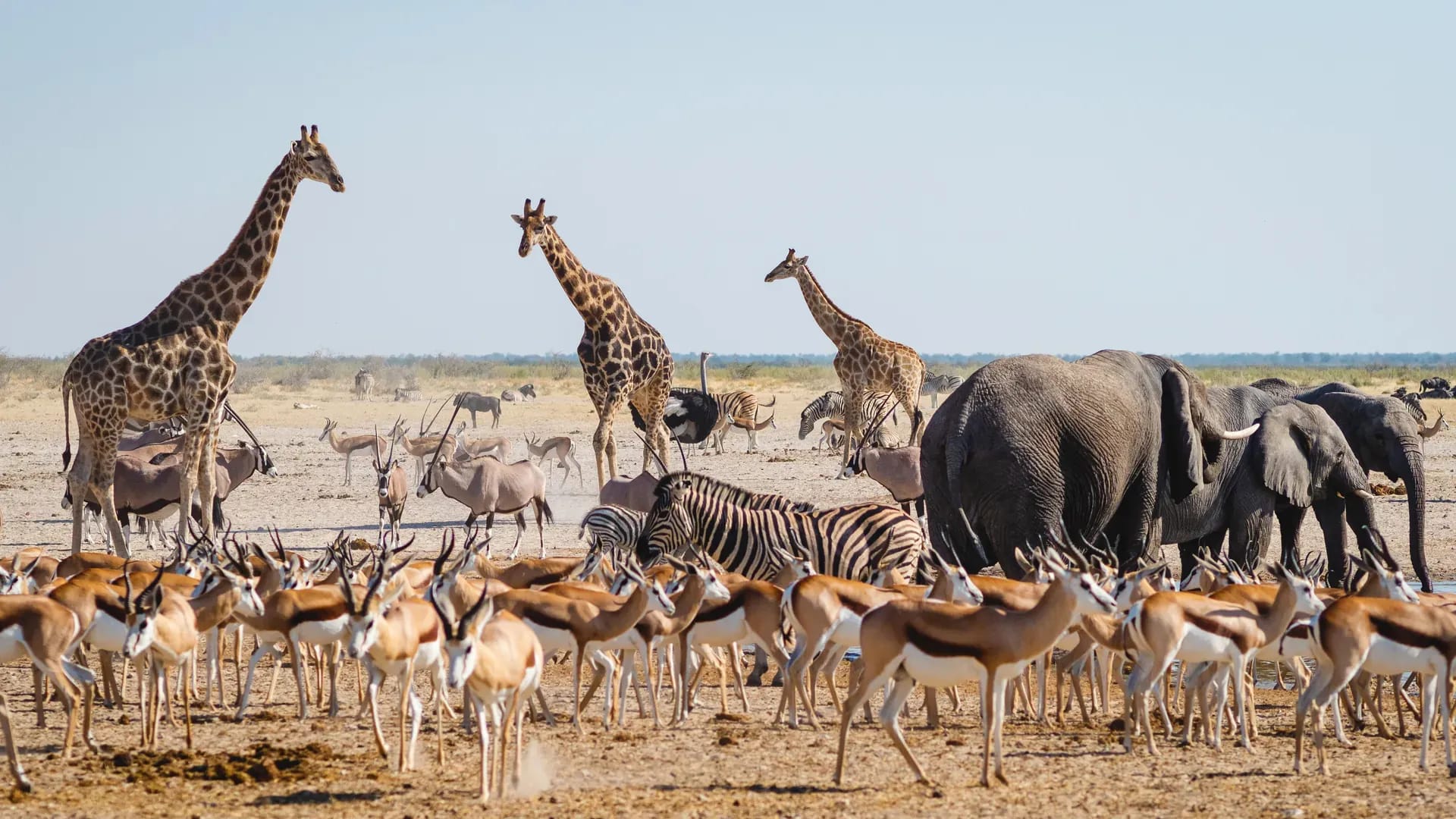 Giraffes walking across open grasslands during a wildlife safari in Africa