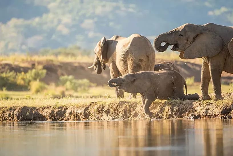African elephants, including a calf, walking across a remote wilderness with dry golden grass
