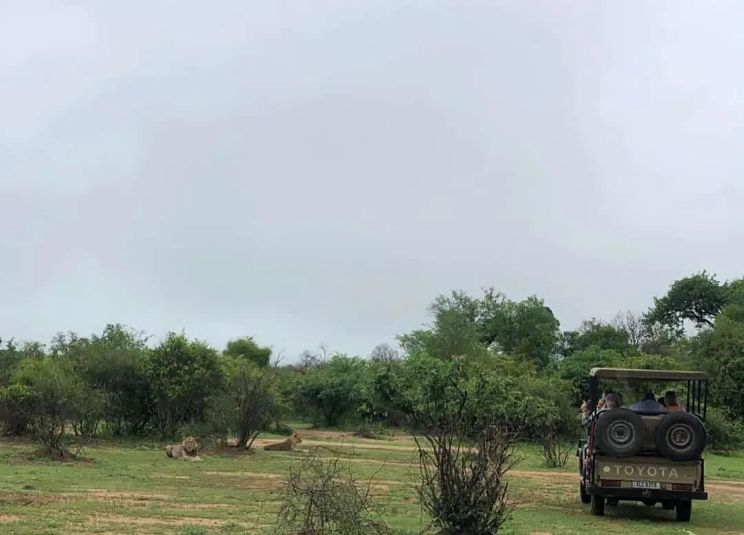Game drive through open savanna landscape with grassy plains and scattered trees under a cloudy sky