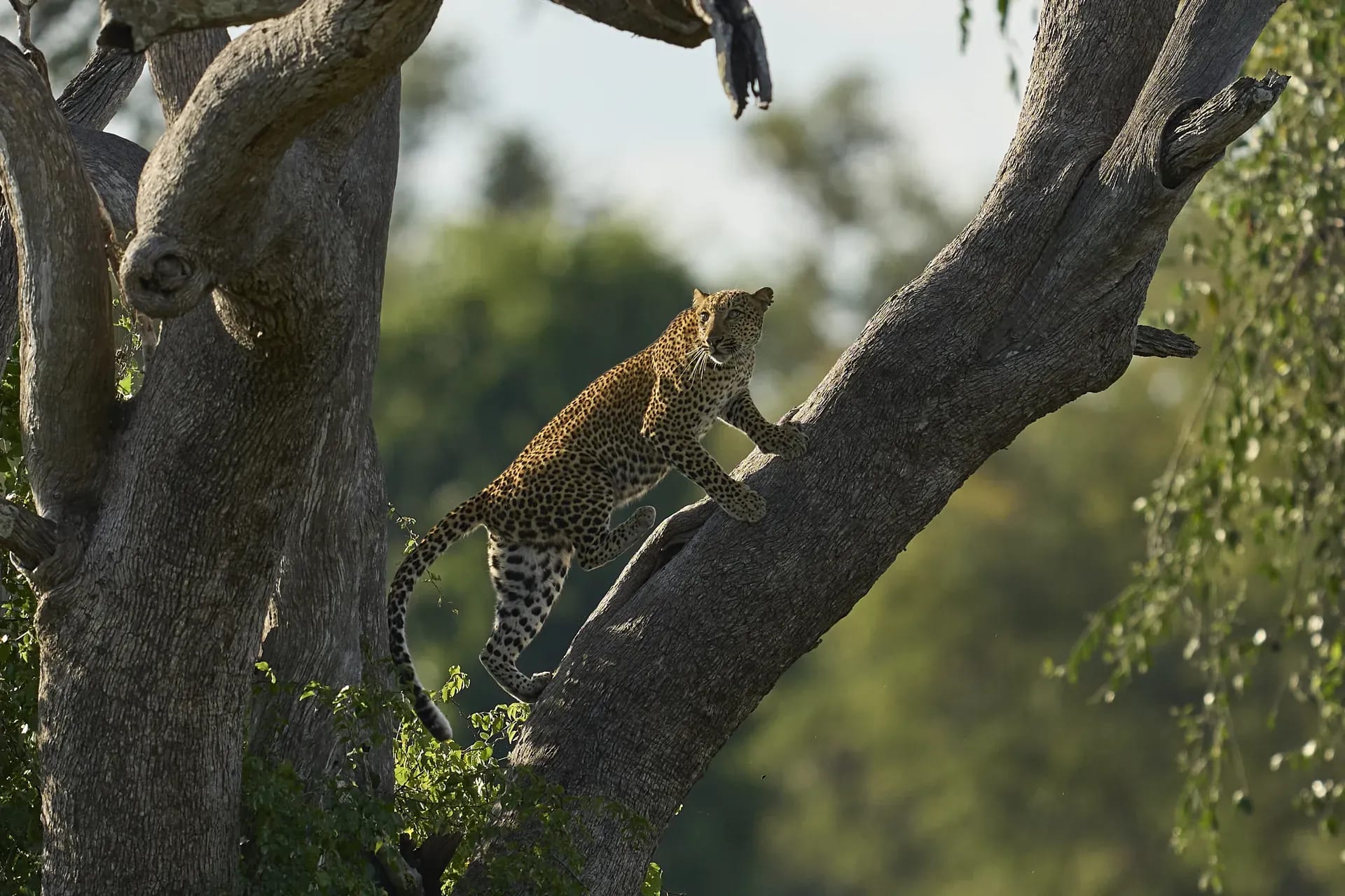 Leopard resting on a mossy tree branch in the African bush, blending into the foliage
