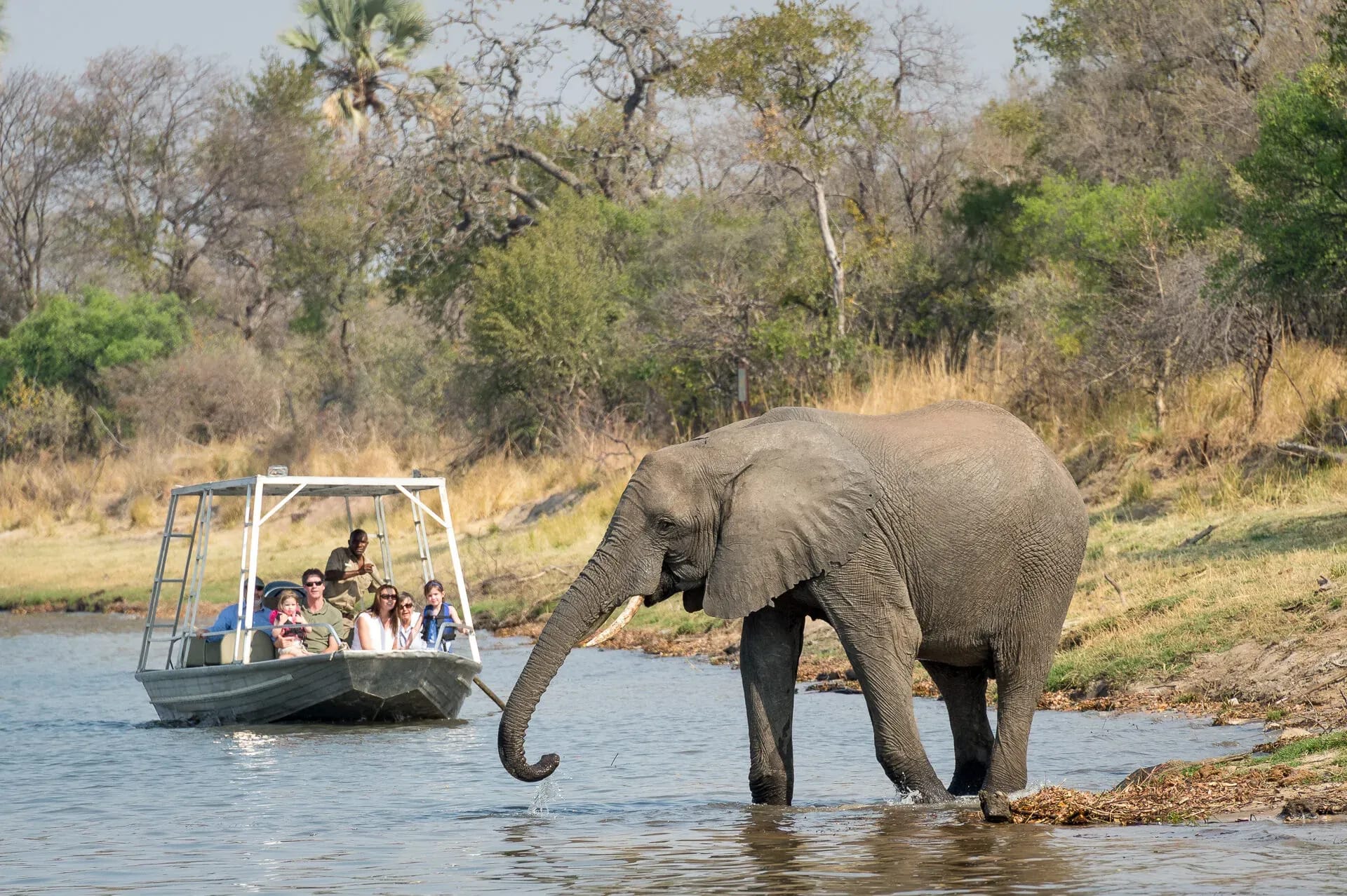 African elephant standing in shallow river water near a grassy bank during a river cruise safari