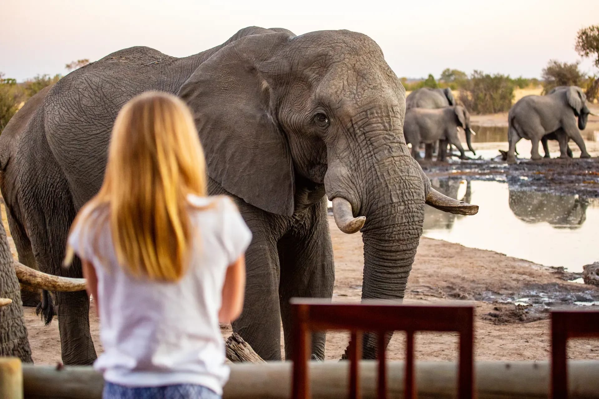 Guest observing an elephant up close during a walking safari as the elephant approaches a seating area