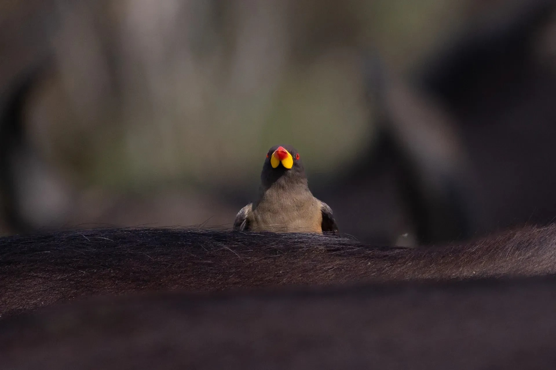Colorful bird perched on a branch over dark water at Lion Sands River Lodge