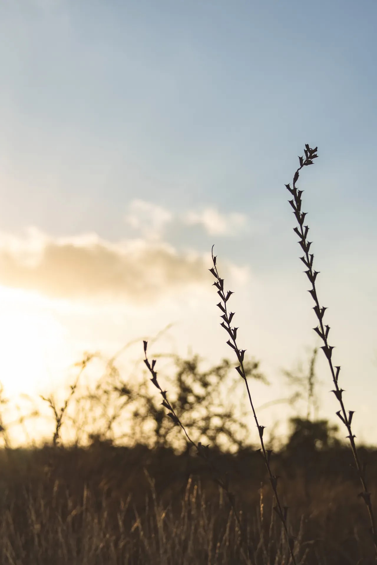 Walk at Monwana Lodge, local flora in the African bush.
