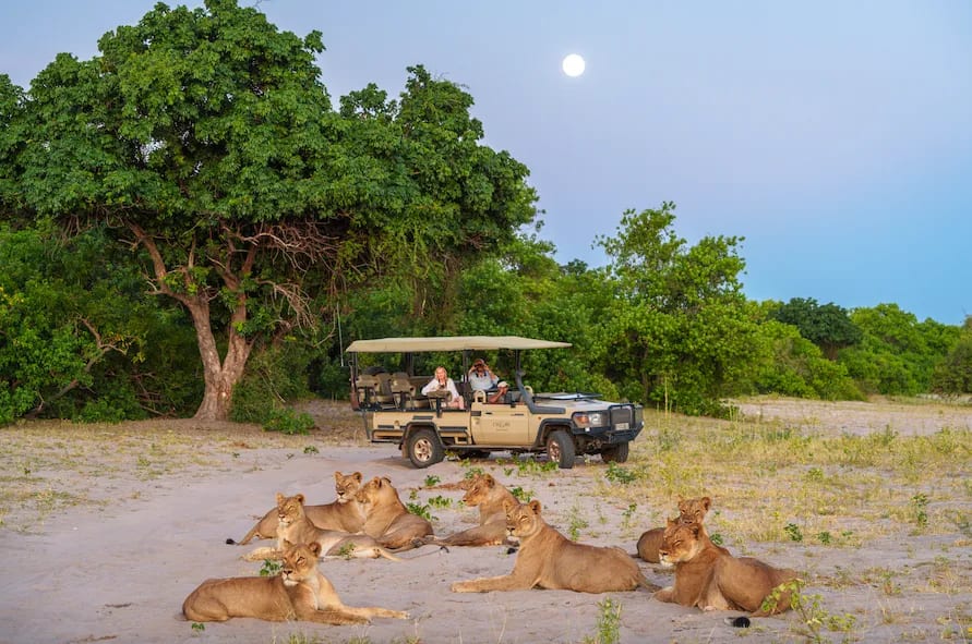 Big Five Game Viewing and Relaxation Chobe River Cruise