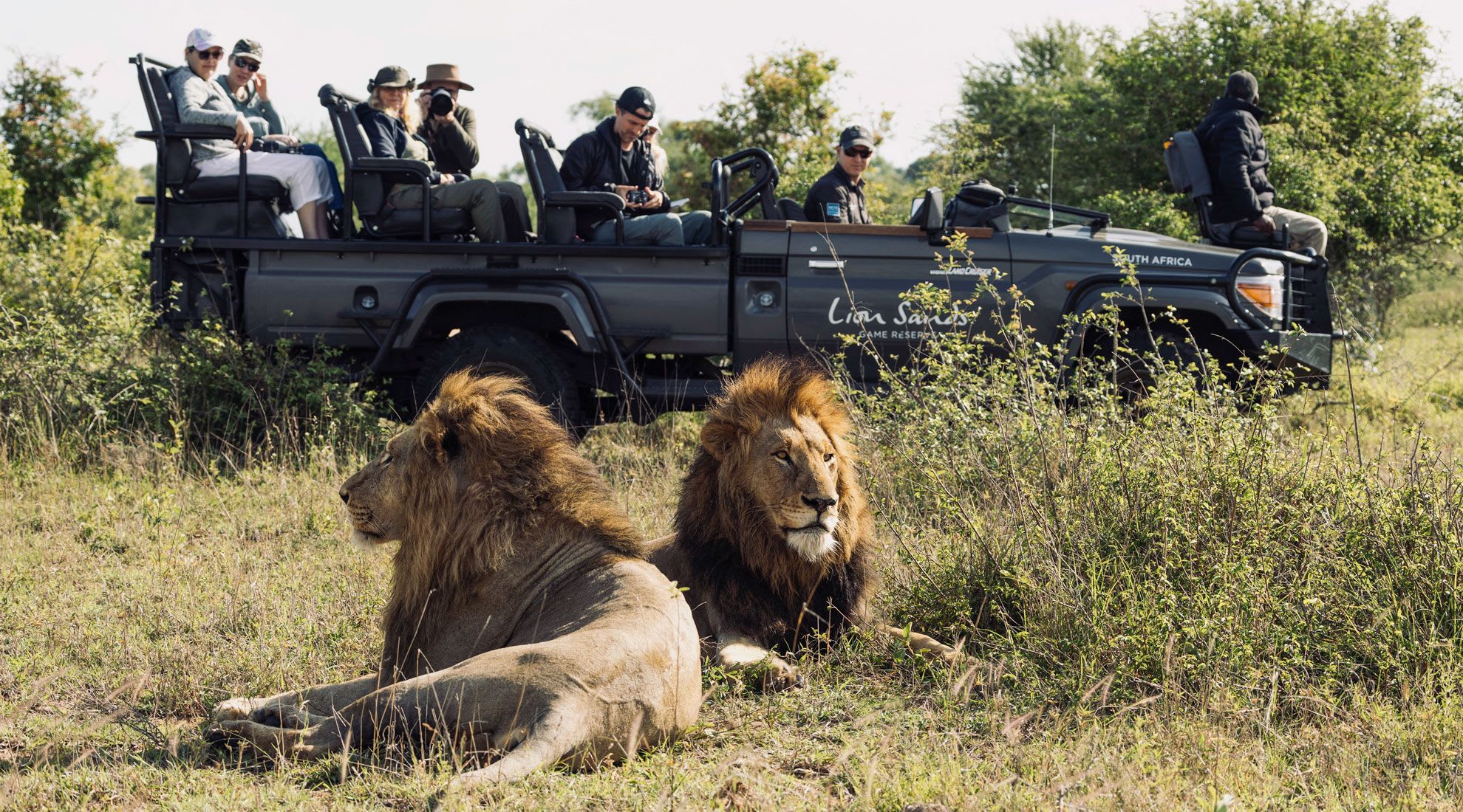 Lion dynamics and territorial shifts at Lion Sands Game Reserve