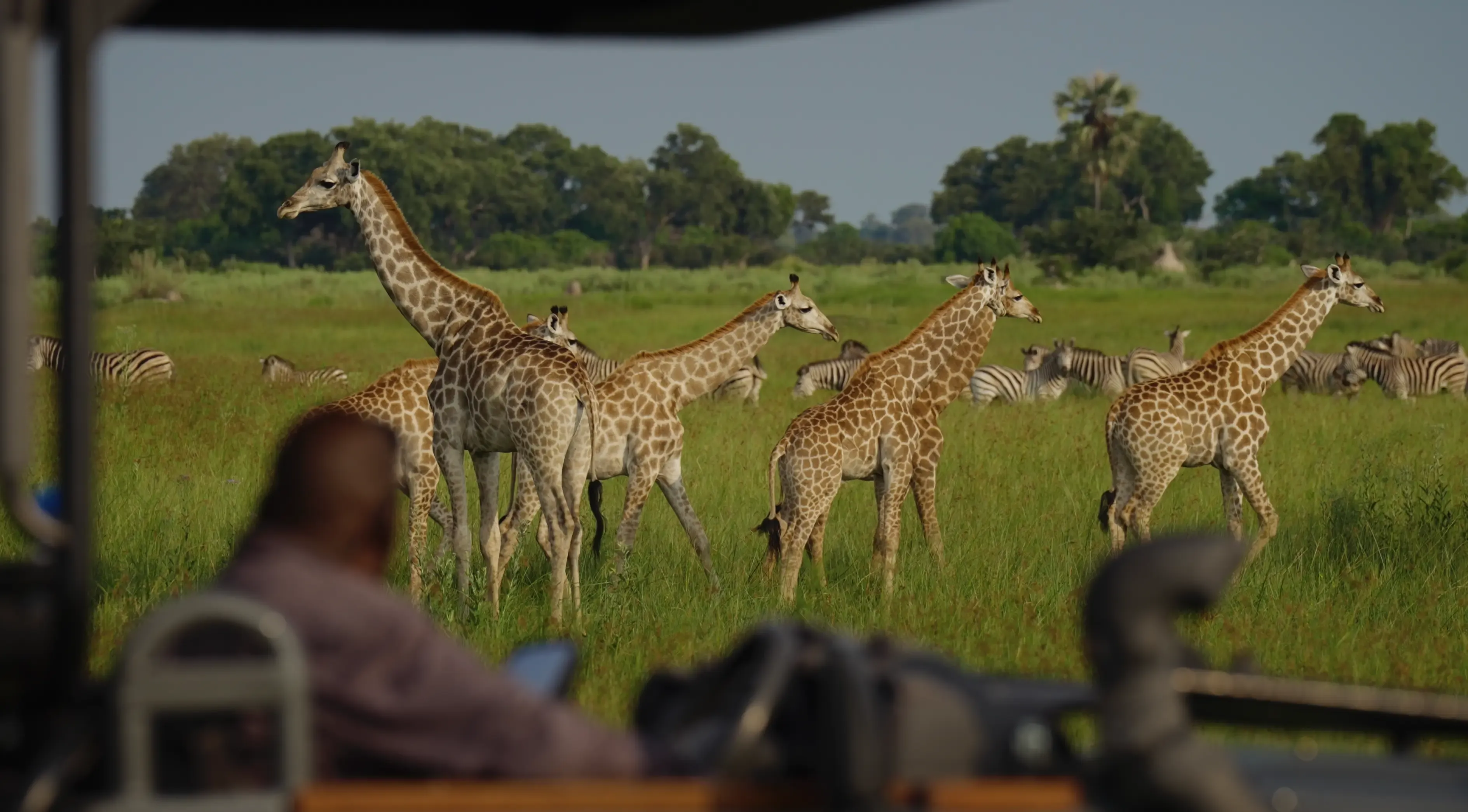 Unmatched Safari Expertise