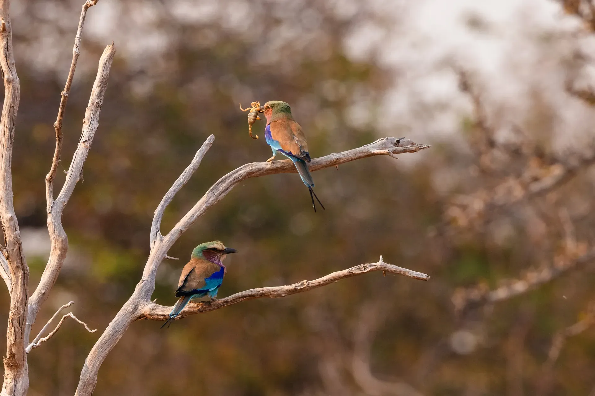 Colorful bird perched on a branch during a bird-watching safari