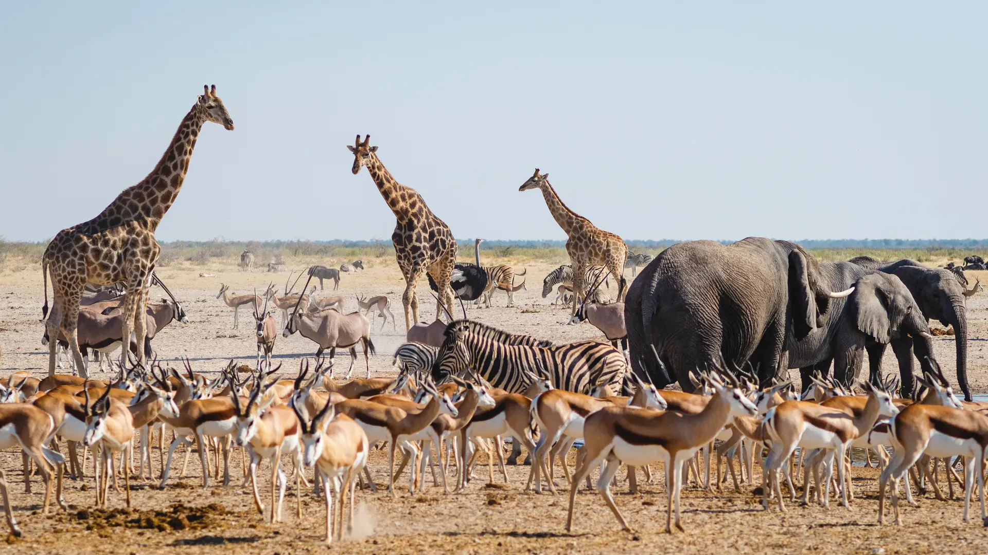 Giraffes walking across open grasslands during a wildlife safari in Africa