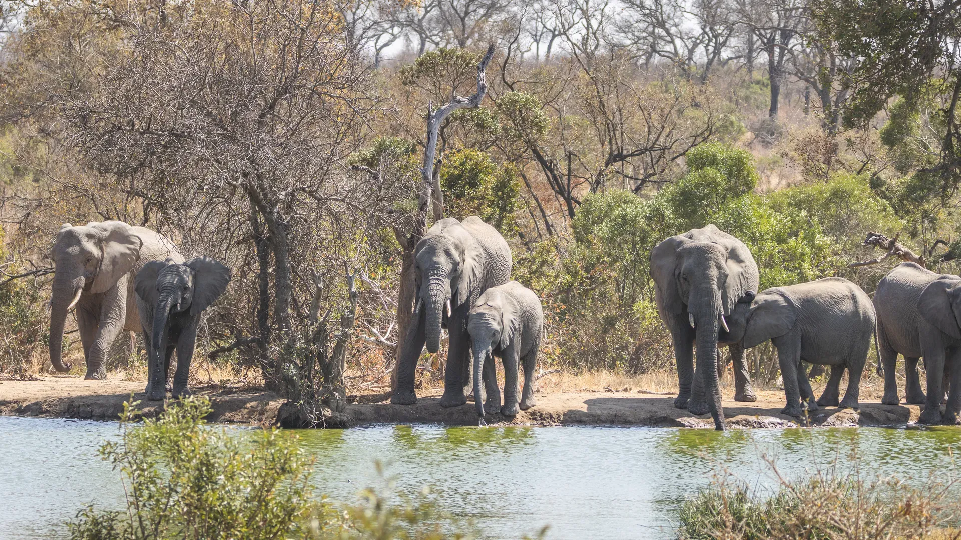 African elephant standing near water in a safari landscape surrounded by trees