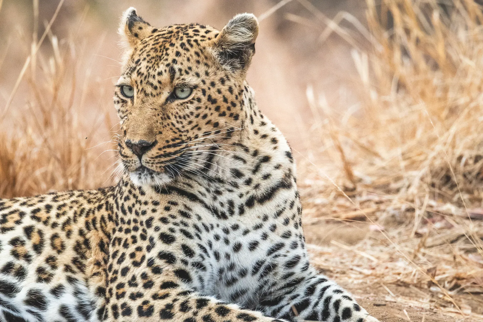 Close-up portrait of a leopard lying down, representing one of Africa's Big Five animals