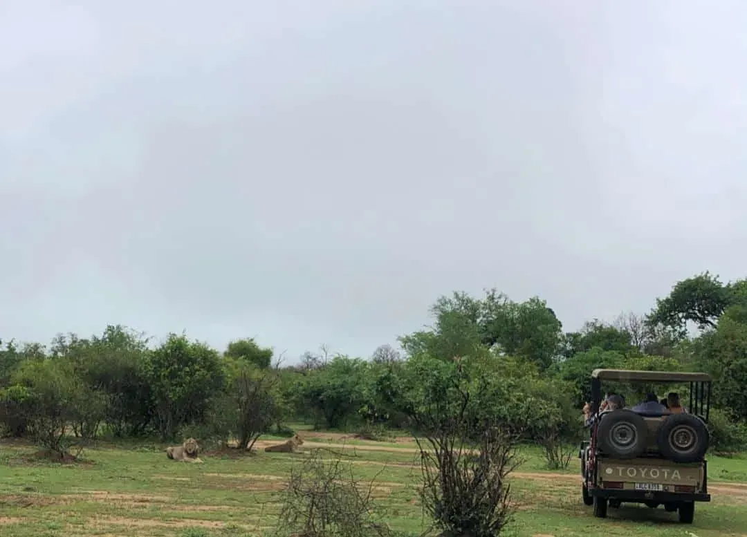 Game drive through open savanna landscape with grassy plains and scattered trees under a cloudy sky