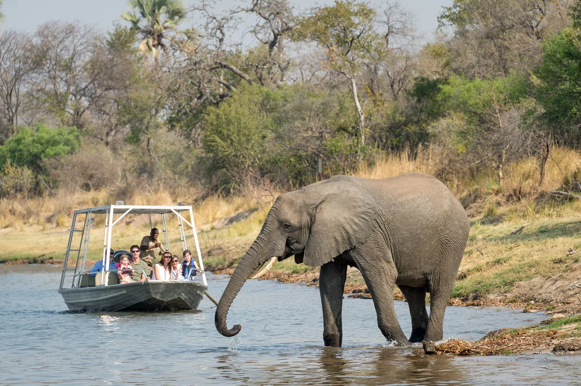 African elephant standing in shallow river water near a grassy bank during a river cruise safari