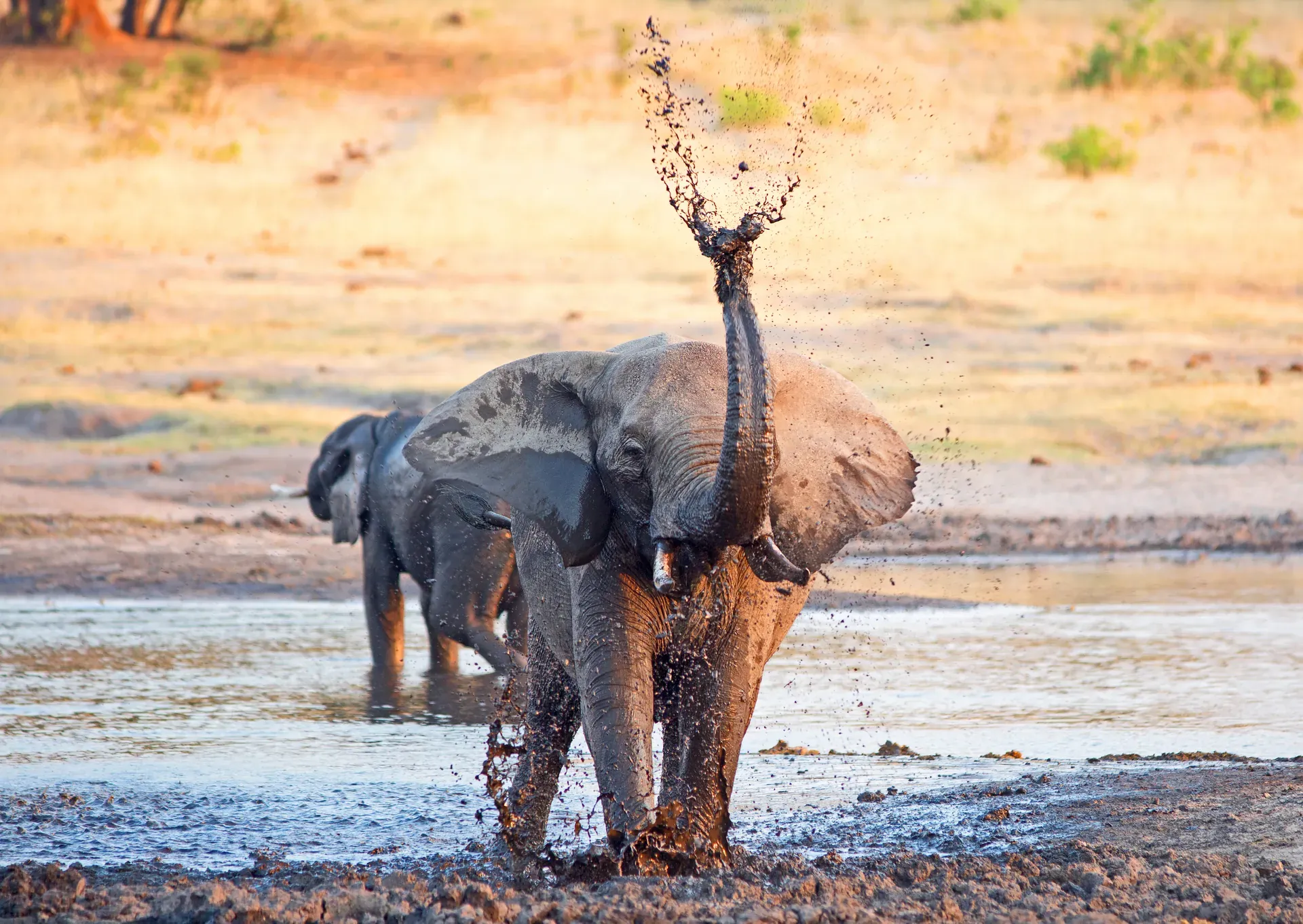 African elephant drinking at a watering hole in Hwange National Park's elephant country