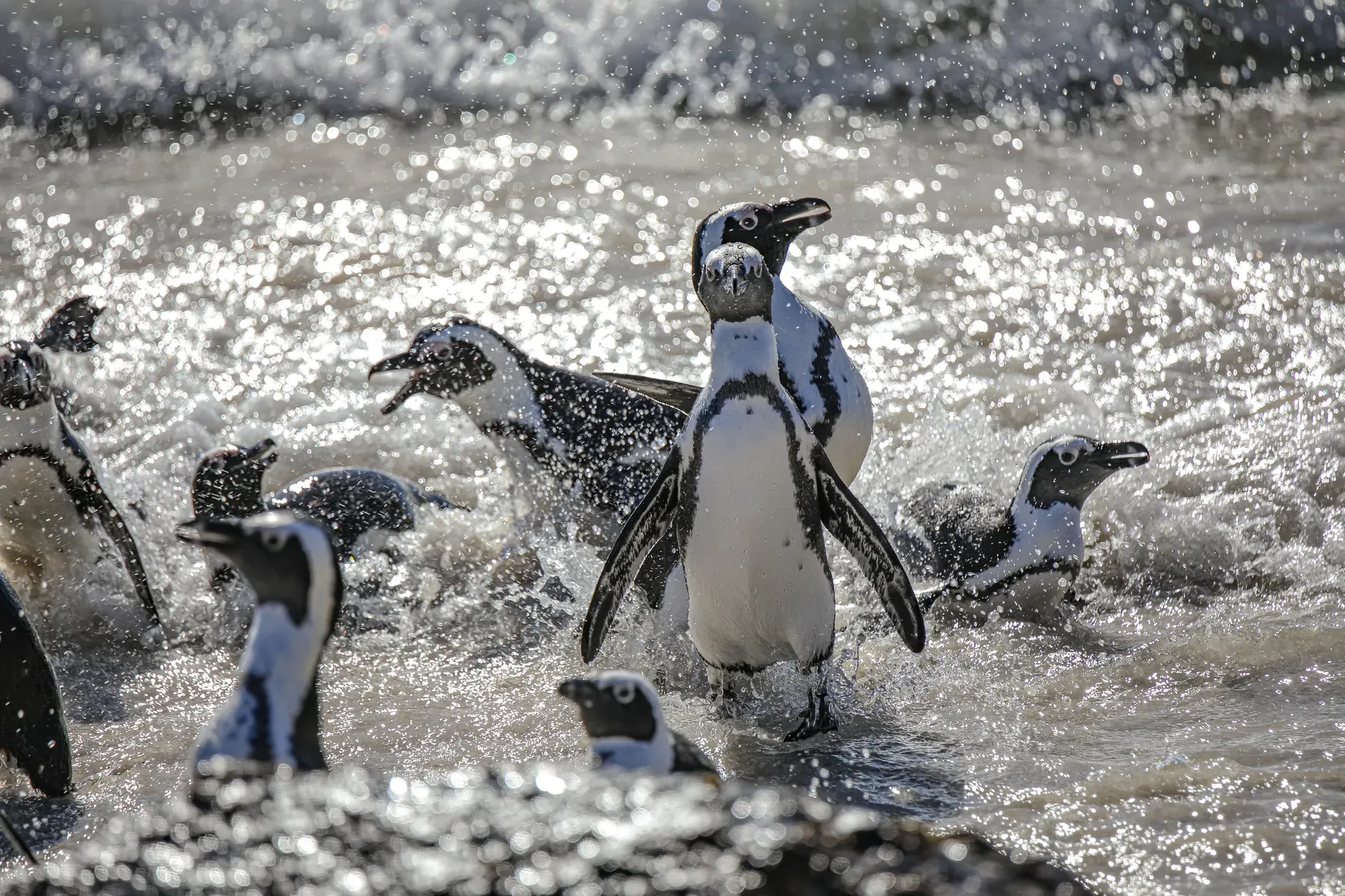 Penguins at Boulders Beach and V&A Waterfront