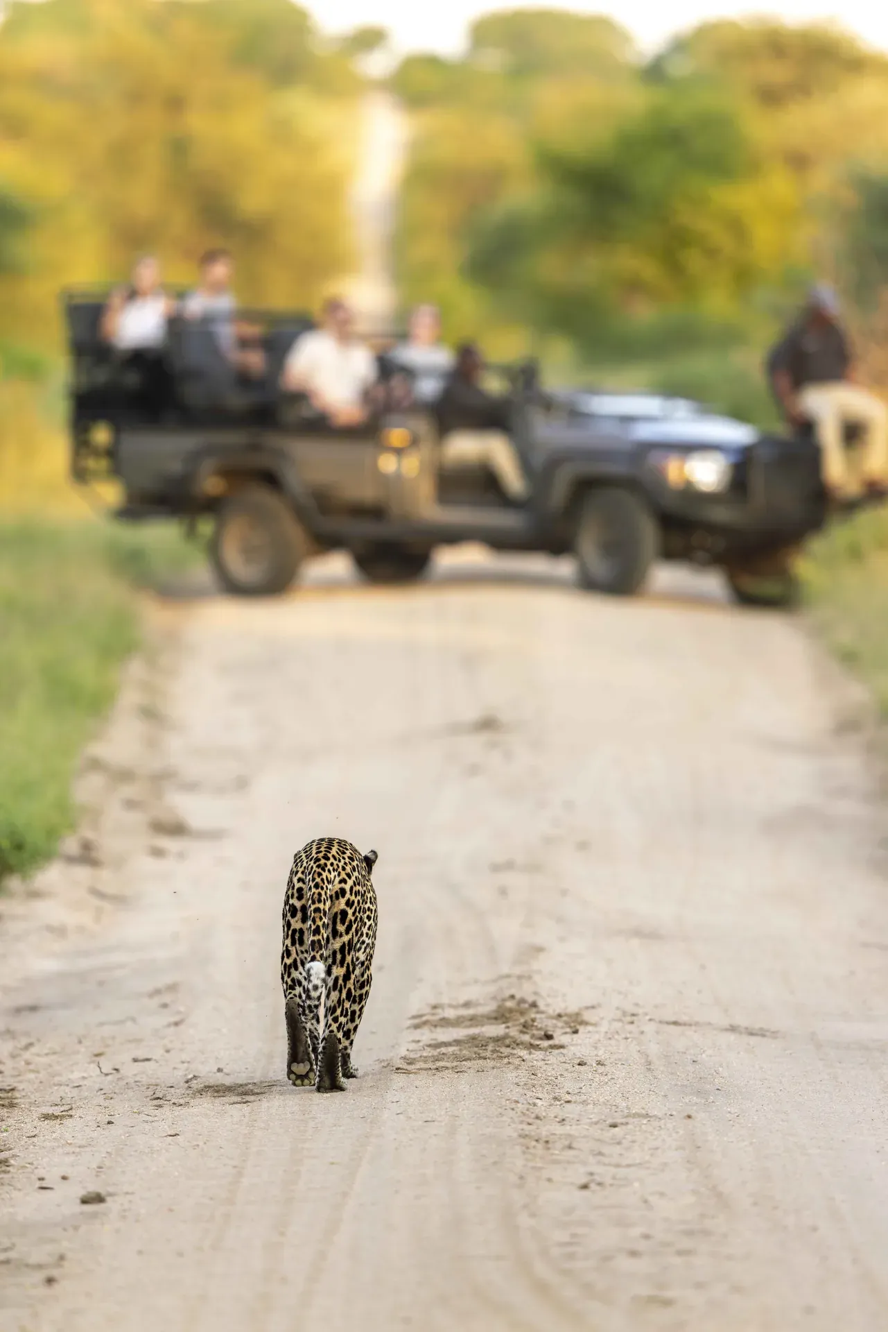 Leopard perched on a small mound during a game drive with safari vehicles in the background