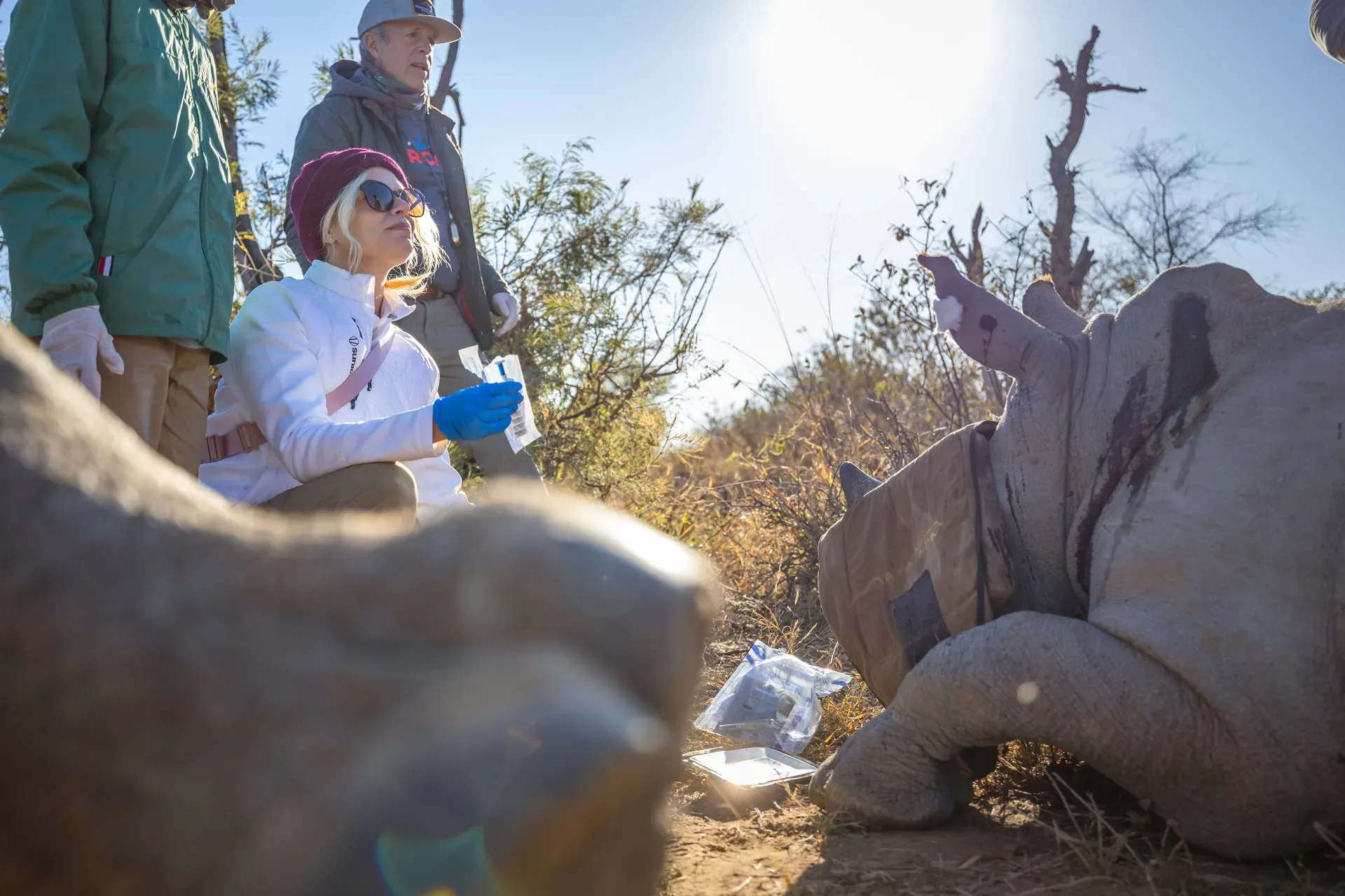 Marataba – Rhino intervention with guests assisting in sample collection for conservation.