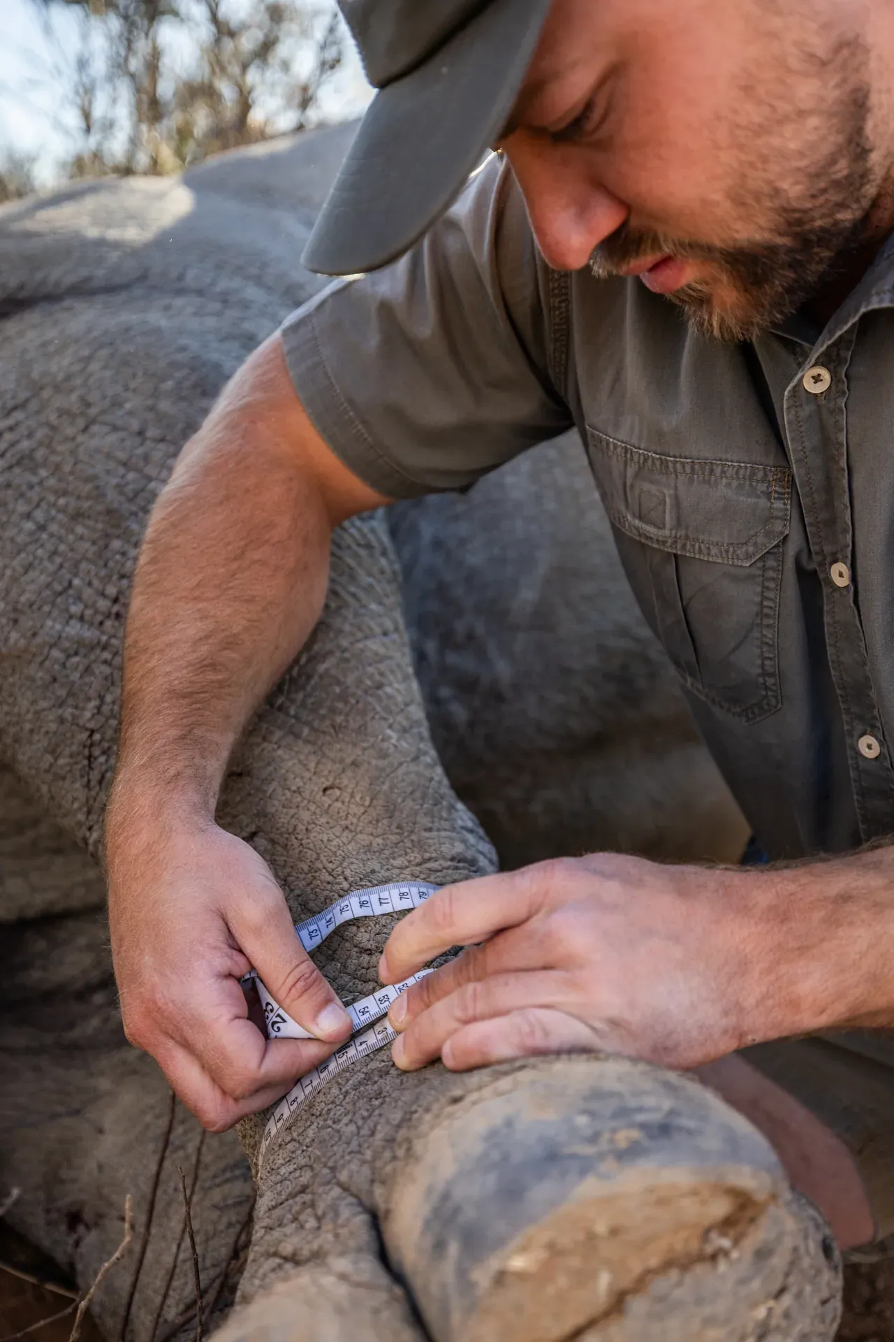 Marataba – Rhino conservation with tracking collars being applied.