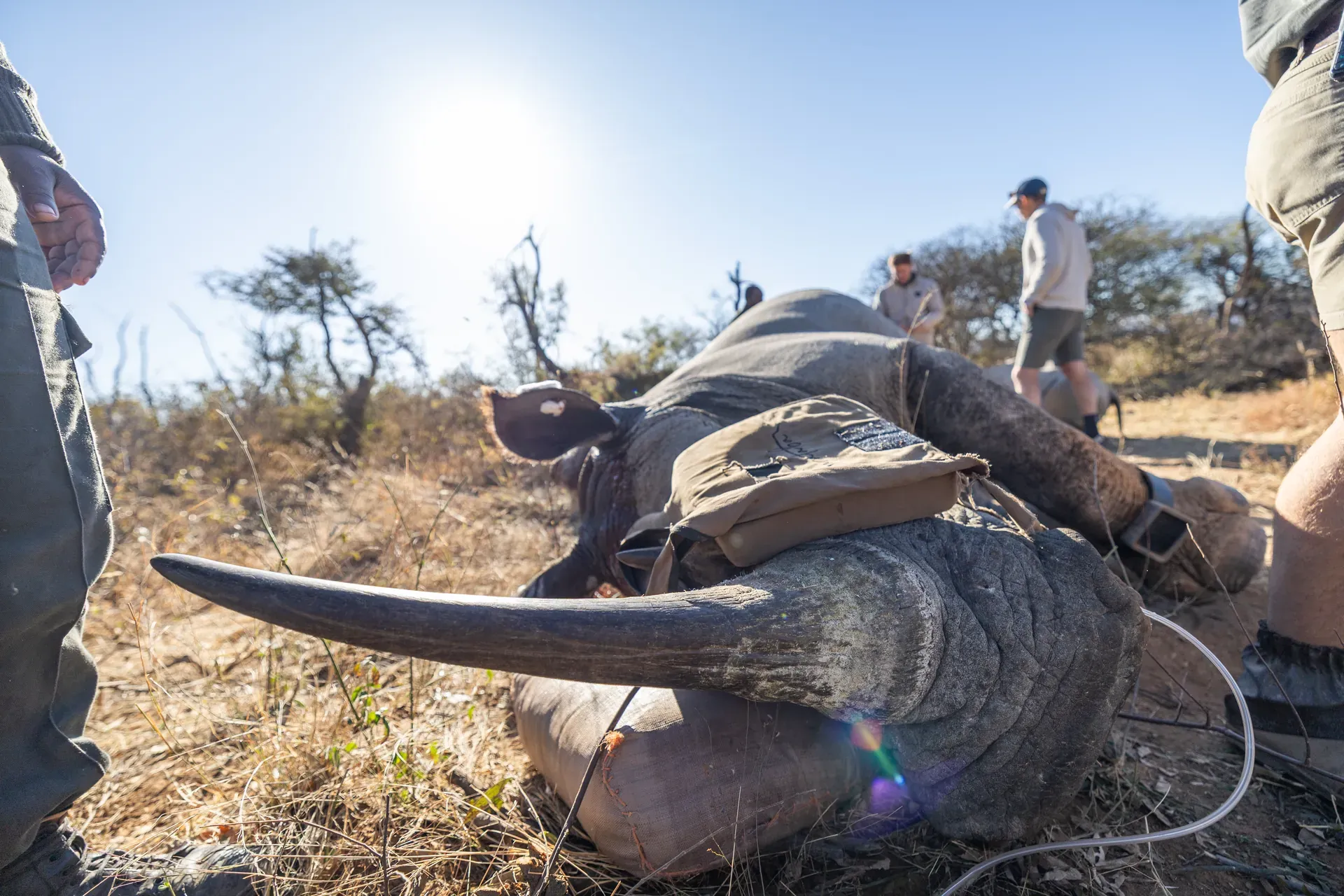 Marataba – Sedated rhino during the conservation program.