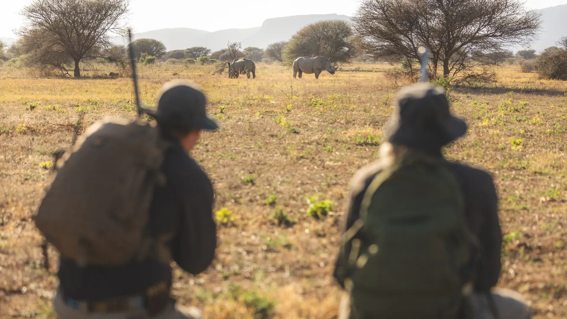 Zigzag section image