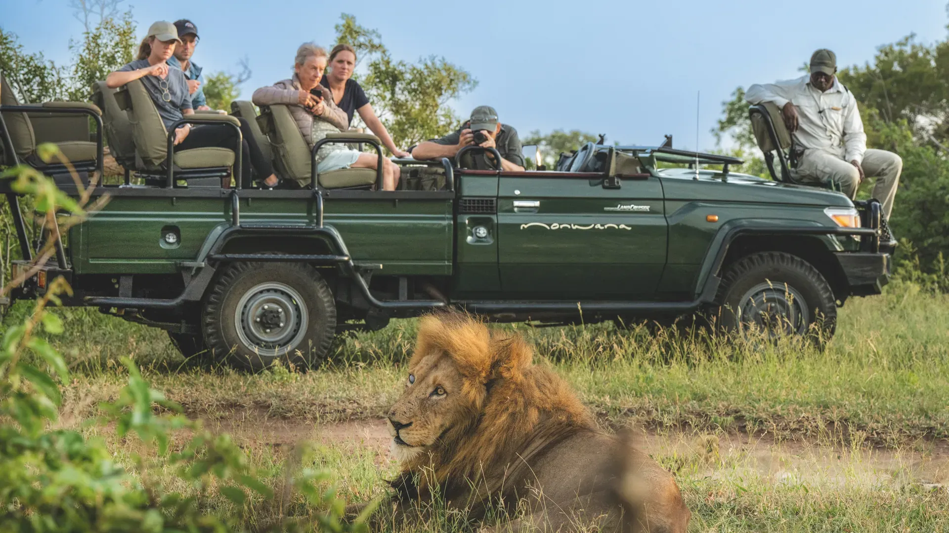 Guests on safari at Monwana Lodge observing a lion, with a cruiser vehicle in the background.