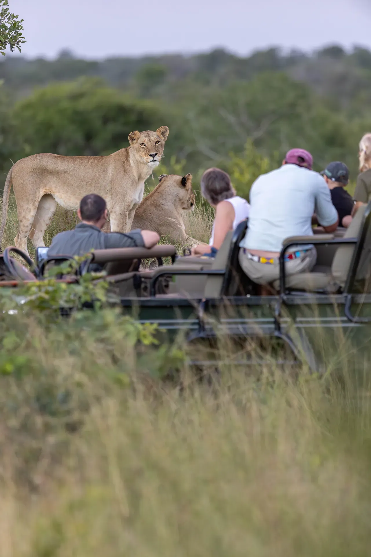 Family on a game drive at Monwana observing lions in the African bush.