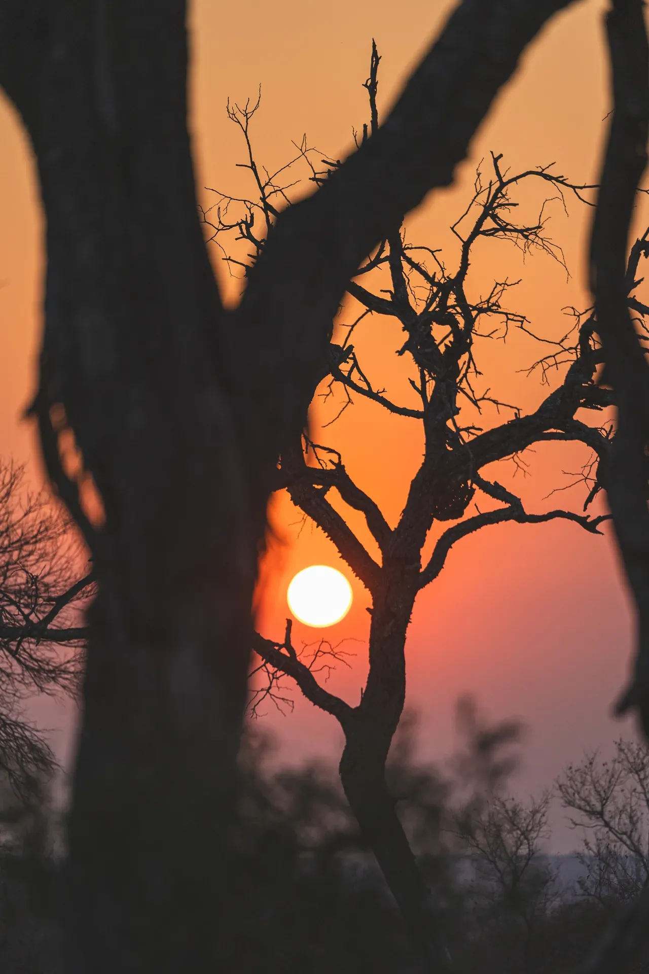 Sunset shining through trees in the African bush at Monwana Lodge.