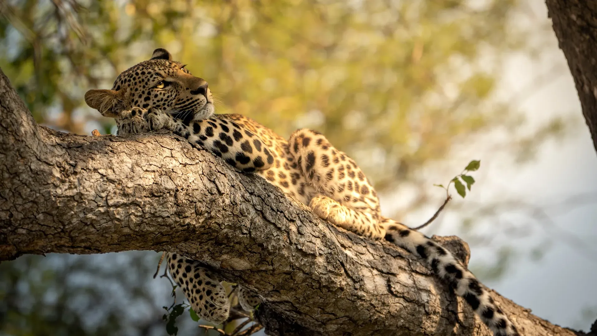 Leopard resting on a tree branch at Monwana Lodge, bathed in sunlight.