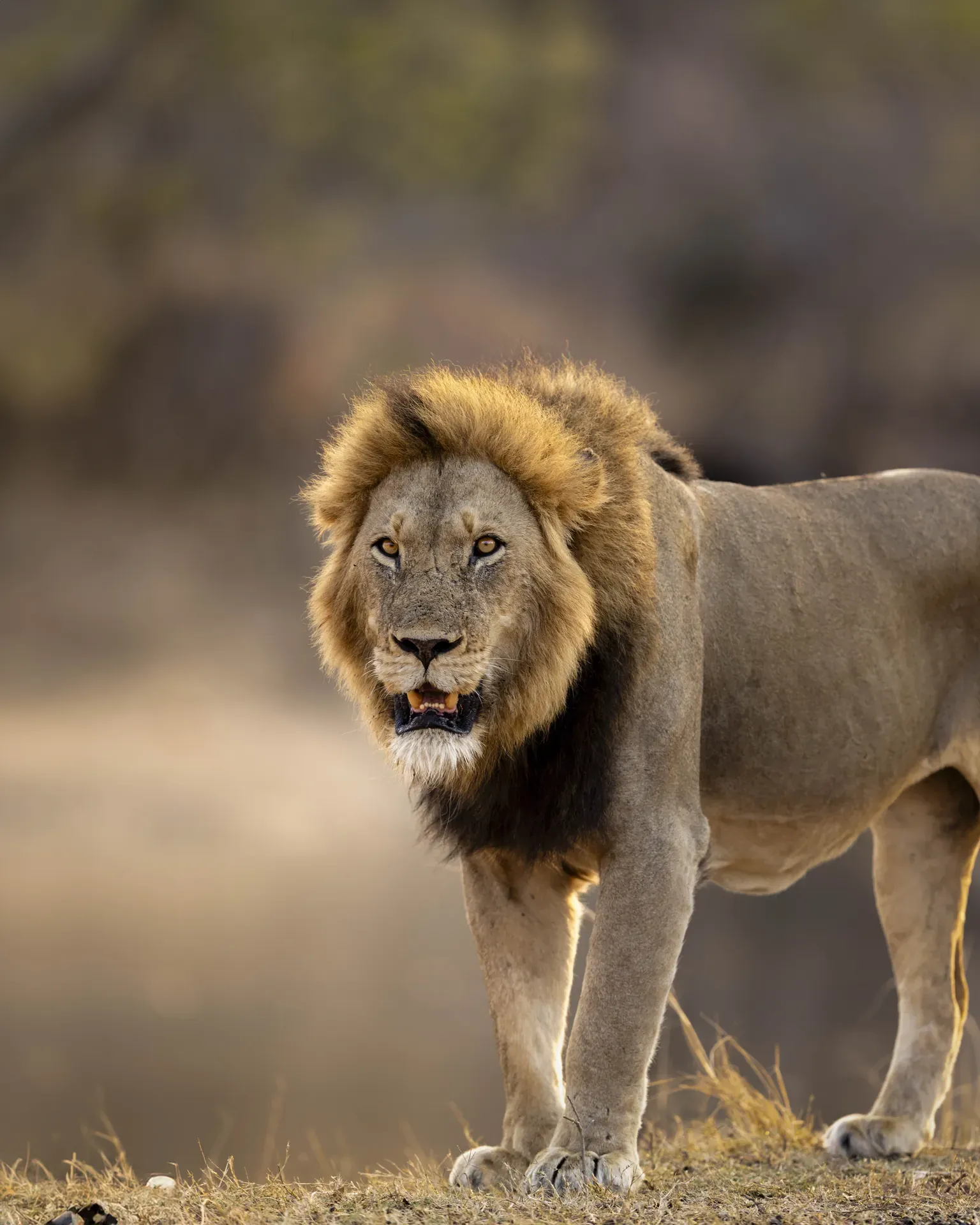 Male lion at Monwana Lodge in the African bush.