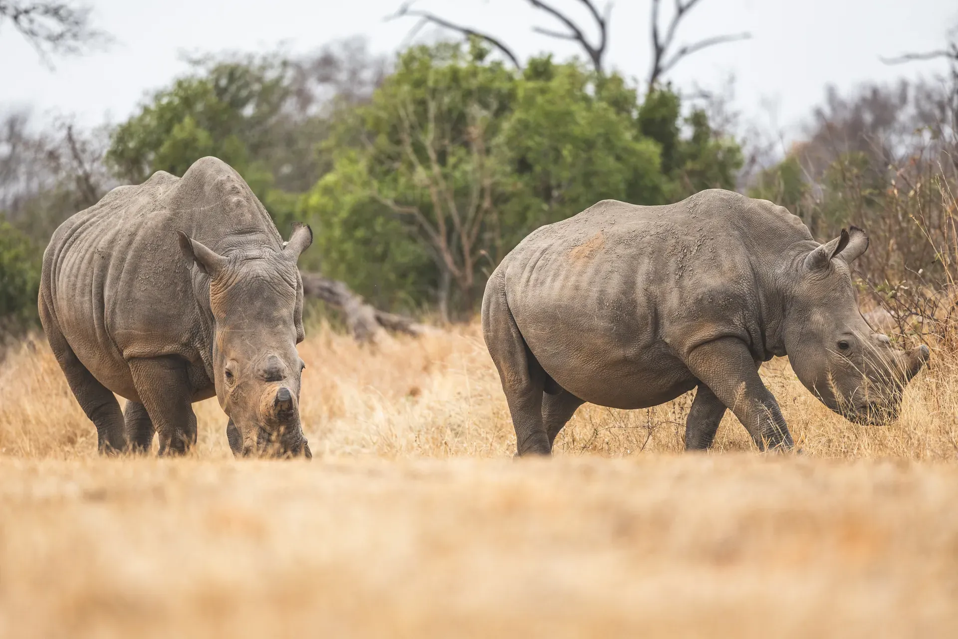 Morning and Afternoon Big Five Tracking