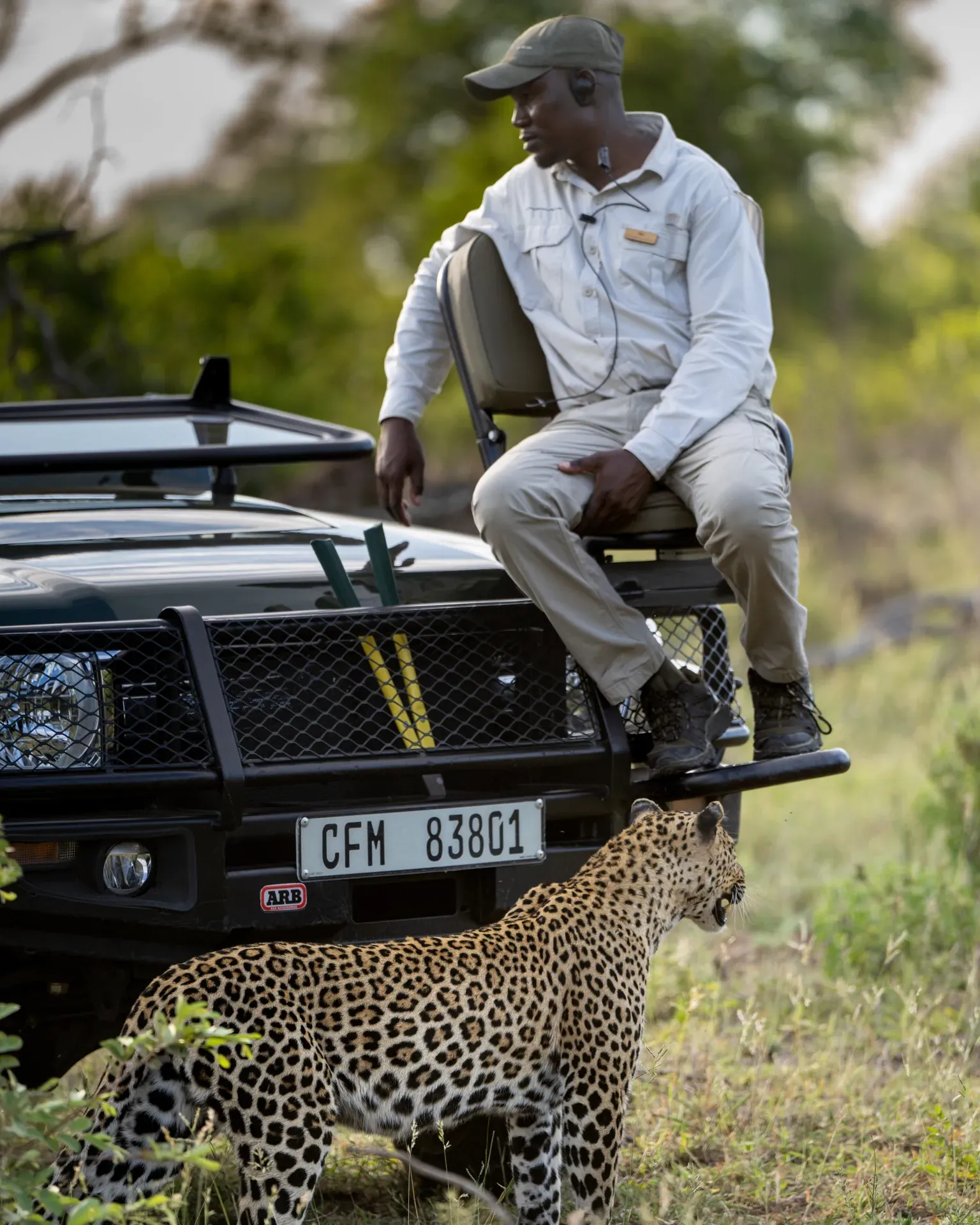 Safari guide sitting at the front of a vehicle at Monwana Lodge, with a leopard in front in the African bush.