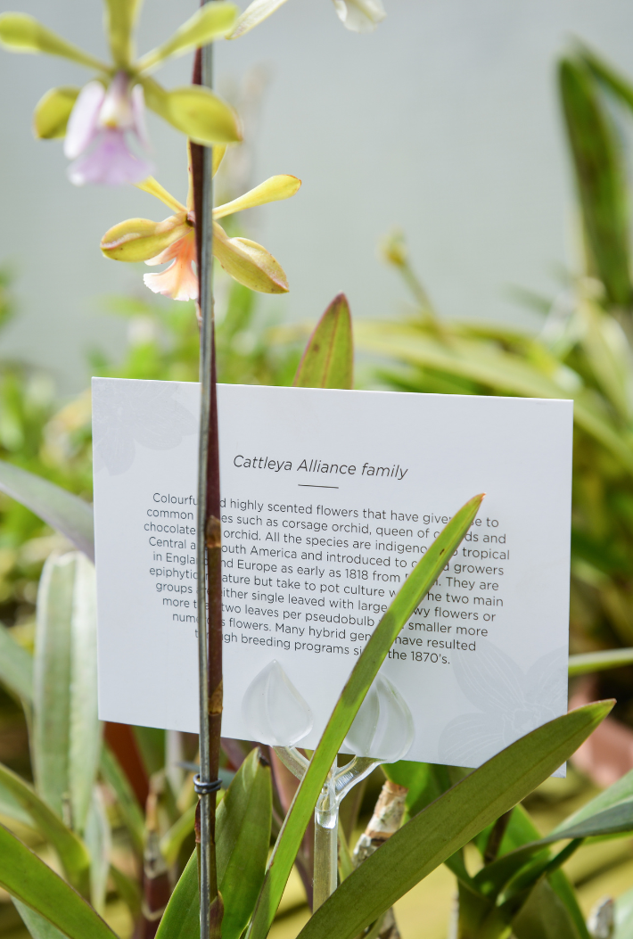 Allure of Orchids - middle banner.png