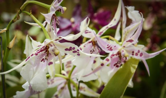 Allure of Orchids - carousel 3.png