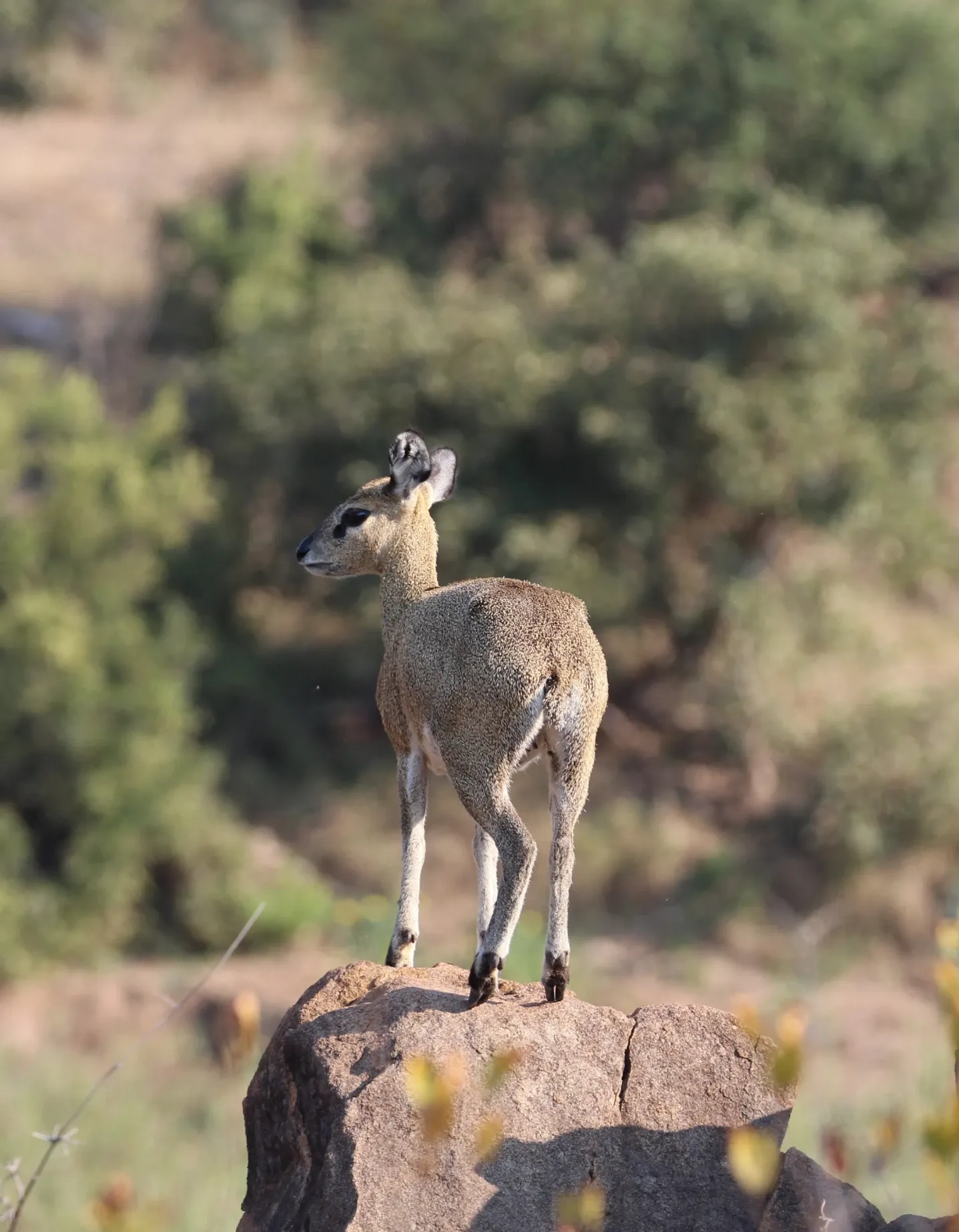 What are conservation levies?