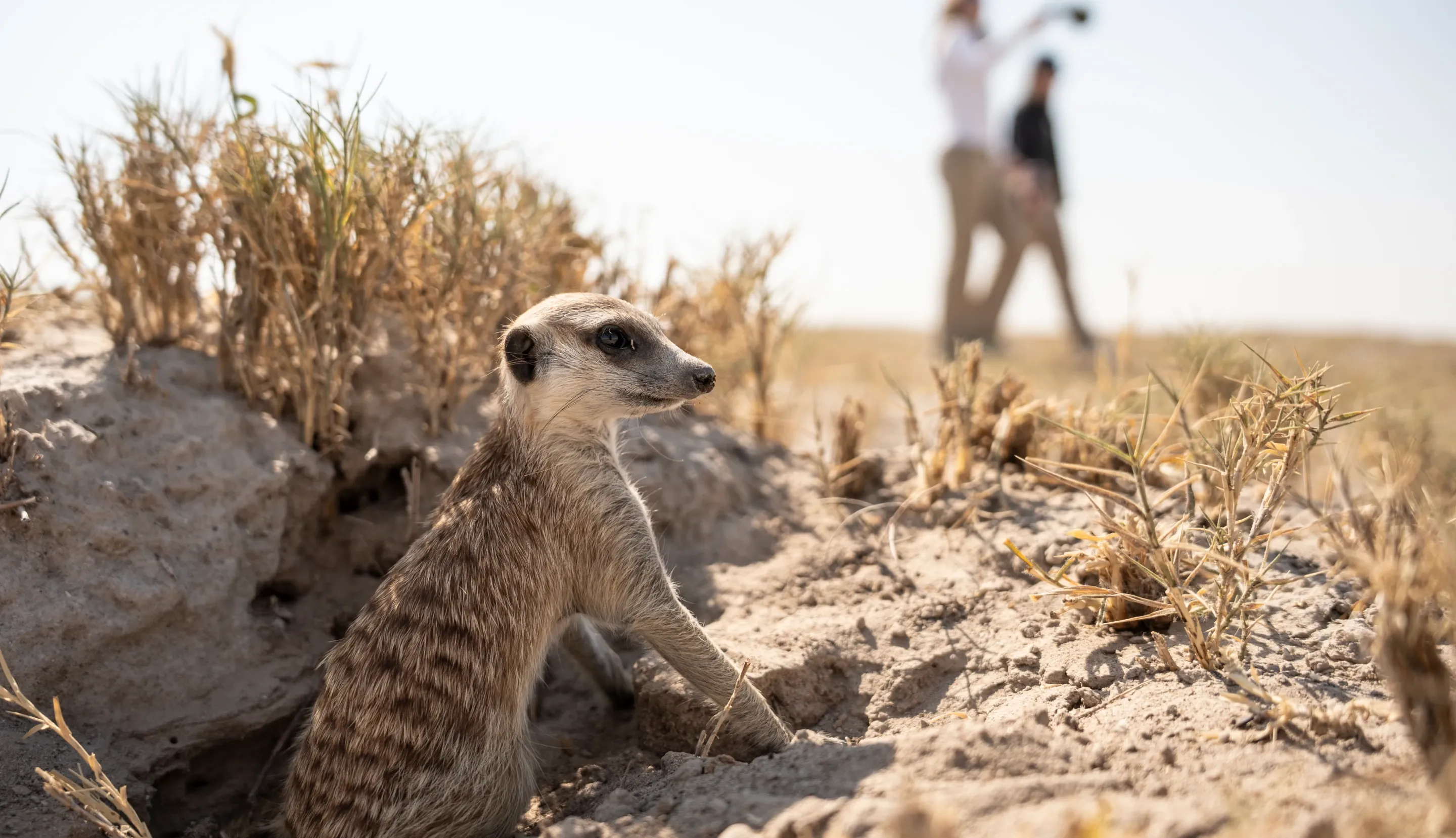 Meerkats Excursions