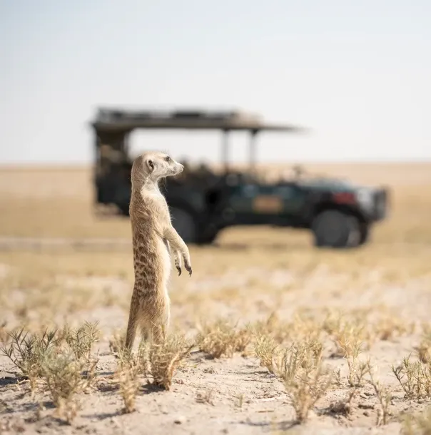 Meerkats Excursions