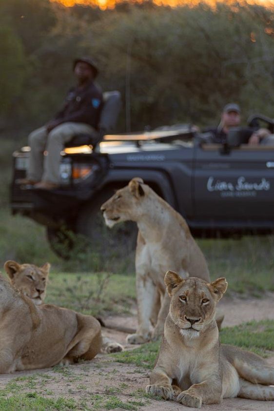 Lion Sands Experiences Mobile Banner