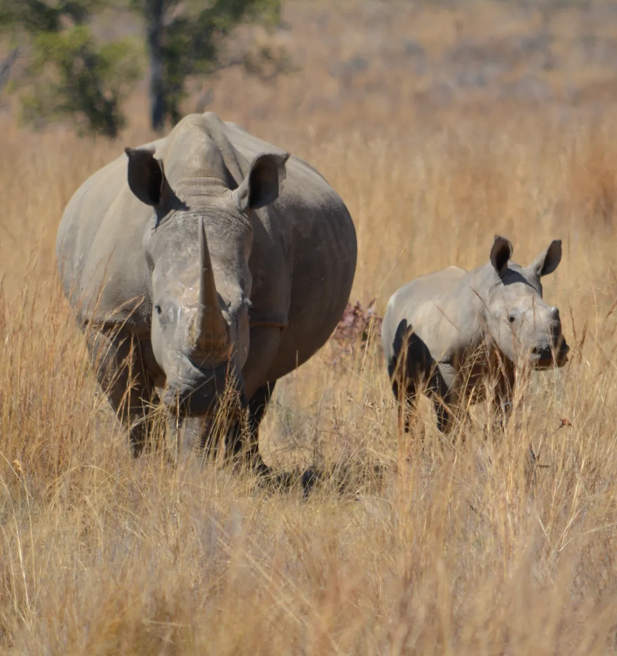 Your Visit Supports Conservation