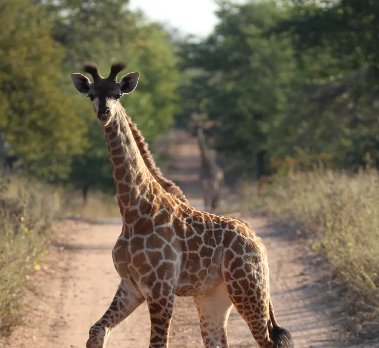 Important Travel Information