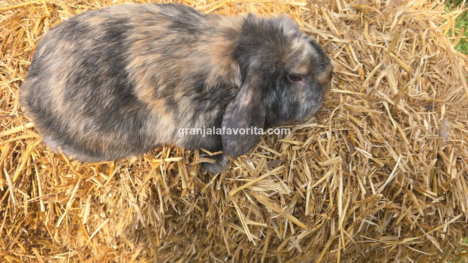 Macho Tricolor Satinado