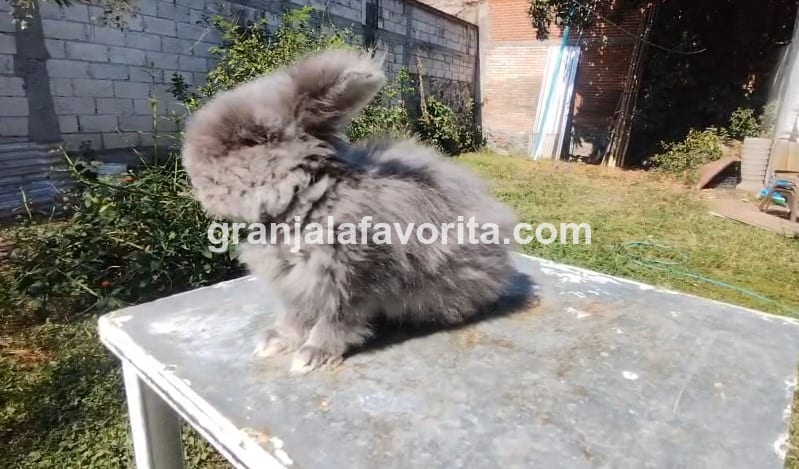 Hembra Leona Gris