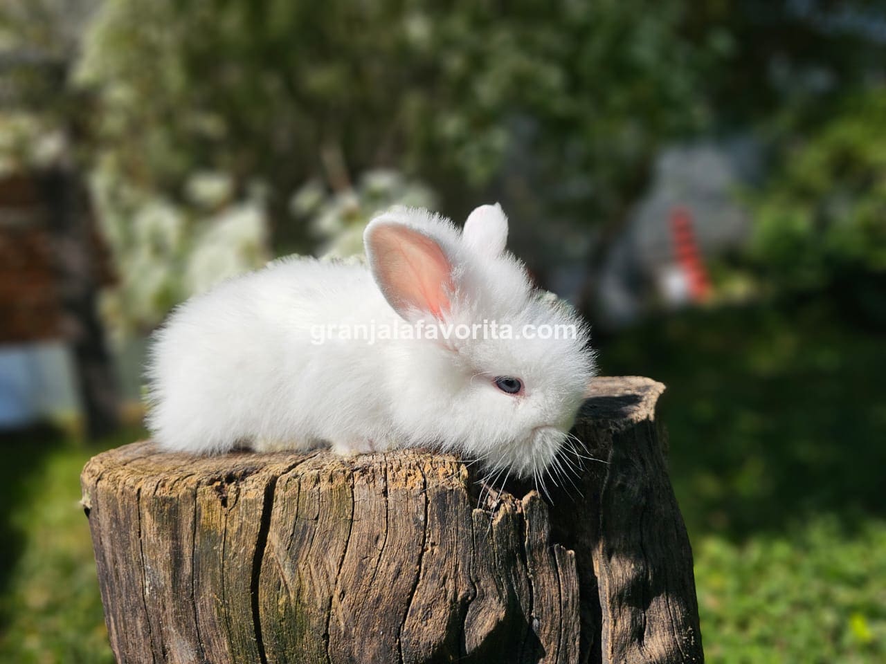 Imagen de ejemplar 55