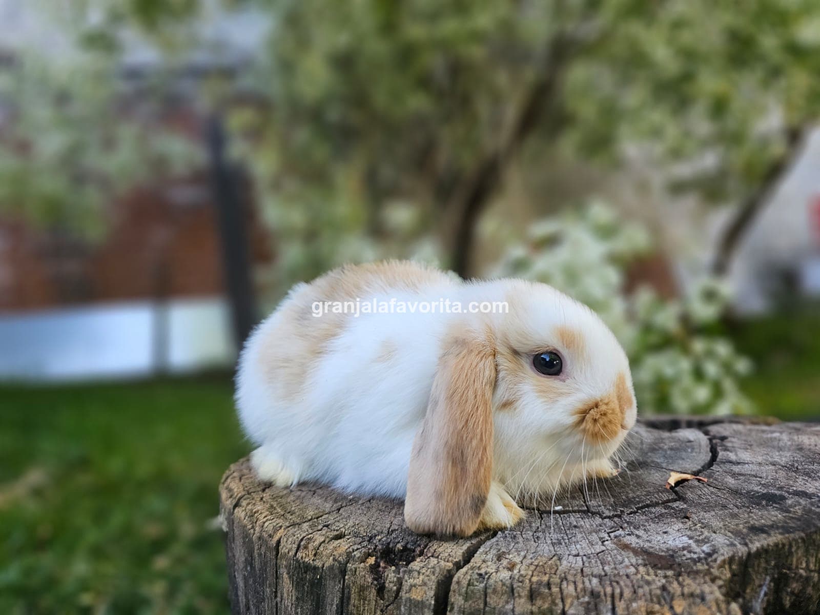 Imagen de ejemplar 63